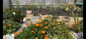 Κήπος έξω από το The Tides - Luxe Beach House Mornington