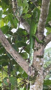 Galeriebild der Unterkunft Apartment near the Río Niño in Upala