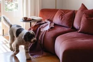 ブリスベンにあるMiss Midgley's - Refectoryの犬がソファの隣に立っています