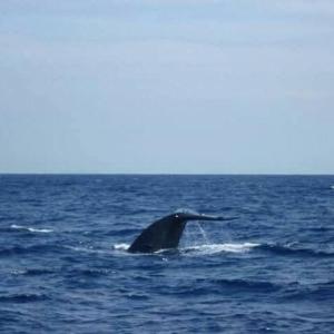 Φυσικό τοπίο κοντά σε αυτό το δωμάτιο σε οικογενειακή κατοικία