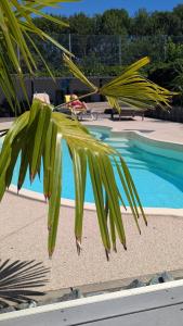 a palm tree next to a swimming pool at Ferien- Messe- Handwerkerzimmer mit Bad in Harsum