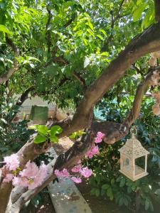 drzewo z różowymi kwiatami i wiszącą na nim latarnią w obiekcie Giardino Principi Dafagi w mieście Capurso