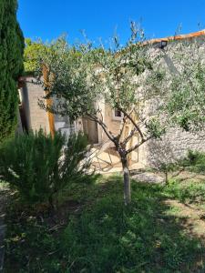 un petit arbre dans une cour à côté d'un bâtiment dans l'établissement la Chtite, à Mornas 1 autre photo
