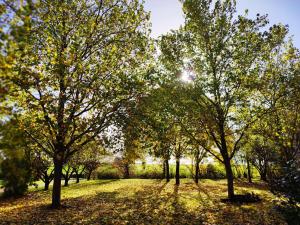 Chantenay-VilledieuにあるAU NID DOUILLET DE LA FERME CHAUVETの地草の木並木