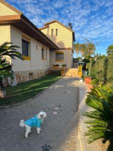 a white dog in a blue shirt standing on a driveway at Casa Parra in Deltebre