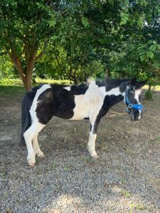 um cavalo preto e branco com uma coleira azul em 拇指園民宿 em Guanxi