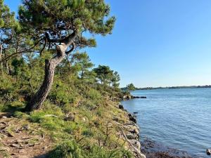 ein Baum an der Seite eines Wasserkörpers in der Unterkunft Des puits in Locoal-Mendon + 6 Fotos
