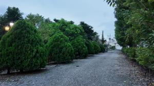 a road lined with trees on either side at 樹海翠湖 in T'ung-ko