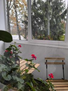 una habitación con dos ventanas, una planta y un banco en Ludza Stay Apartment, en Ludza
