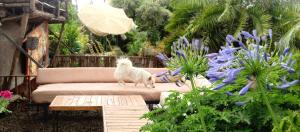 un chien blanc assis sur un canapé dans un jardin dans l'établissement The Haven 9 - Private group stay in Naivasha, à Munyu