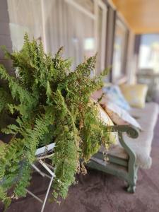 PostmasburgにあるLa Maison Guesthouseのソファに座る緑の植物 +30枚の写真