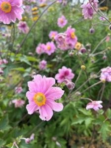 een bos roze bloemen in een tuin bij Garden Apartment in Flachau +29 foto's