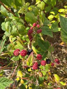 Zahrada ubytování Garden Apartment + 7 fotografií