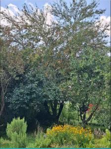 a group of trees and flowers in a field at Delfinia 