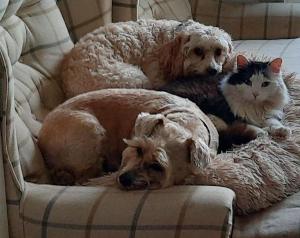 Fotografie z fotogalerie ubytování Large Modern Cosy Suburban Room v destinaci Foyle Hill