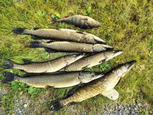 a group of fish laying in the grass at Hus mellan Jädraås Kungsberget in Jädraås +2 photos