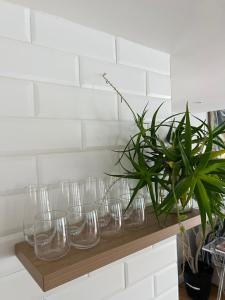 a row of clear glasses on a wooden shelf with a plant at Magnolia Cottage in Cape Town +14 photos