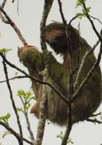 Billede fra billedgalleriet på Alto's Green Lodge i Fortuna