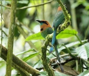 Billede fra billedgalleriet på Alto's Green Lodge i Fortuna + 23 billeder