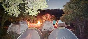 安曼Hotel and transportation的相册照片