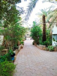 una pasarela con palmeras y plantas en un patio en Siwa Safari Paradise Hotel, en Siwa