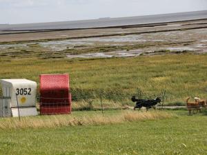 GalmsbüllにあるFerienwohnungen Deichtraumの2頭の牛と一緒に野原を歩く黒い犬