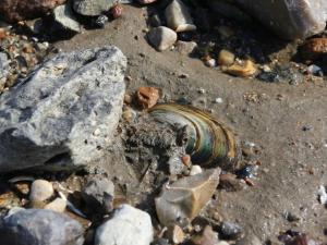 GalmsbüllにあるFerienwohnungen Deichtraumの浜辺の岩の横に置かれた貝殻 +6枚の写真