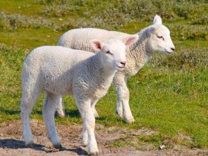 GalmsbüllにあるFerienwohnungen Deichtraumの草原立羊二頭