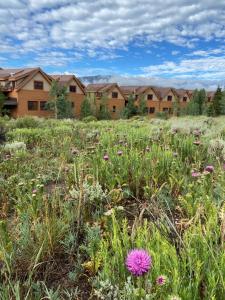 a field of flowers with houses in the background at Antlers Gulch 501 by SummitCove Lodging in Colorado in Keystone +36 photos
