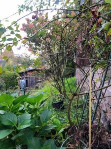 ein Garten mit einem Baum mit vielen Pflanzen in der Unterkunft Kleines gemütliches Fachwerkhaus für vier Gäste in Reinhardtsdorf