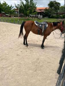 a brown horse with a saddle standing next to a fence at FLAT NO CONDOMÍNIO MONTE CASTELO MODULO 1 TÉRREO GRAVATÁ - Pe in Sairé +23 photos