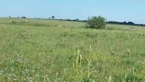 um campo cheio de relva e flores em Porta Matera B&b em Altamura