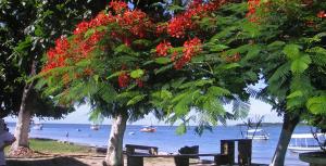 un banc de parc sous les arbres avec des bateaux dans l'eau dans l'établissement Casa Amarela em Cacha Pregos, à Vera Cruz de Itaparica