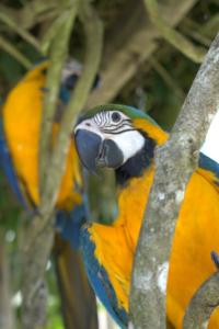a colorful bird sitting on a tree branch at Chalé dos Açaís próximo à Trindade in Paraty