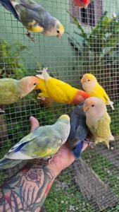 a group of birds perched on a persons hand at Flat rústico e aconchegante próximo a Paraty e Trindade in Paraty