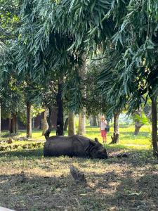 Un rinoceronte tumbado en la hierba bajo los árboles. en Pemsee's Tree Town - Eco Treehouse Hostel, en Sauraha