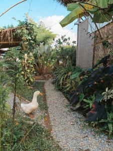 a duck walking down a gravel path in a garden at Yidan Farmstay in Chiang Dao in Ban Mae Khon