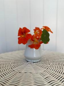 a white vase with red flowers sitting on a table at Russell Waterfront Historic Cottage in Russell