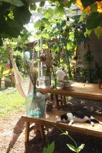 a cat laying on a wooden table under a tree at Yidan Farmstay in Chiang Dao in Ban Mae Khon