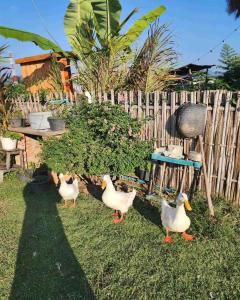 four ducks standing in the grass near a fence at Yidan Farmstay in Chiang Dao in Ban Mae Khon