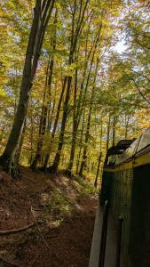 Gallery image of The Hunters Glamping in Ciudanoviţa