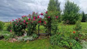 un jardin avec des roses et un banc dans l'herbe dans l'établissement Eichenhäuschen - Tinyhouse im Weinviertel, à Kleinstelzendorf