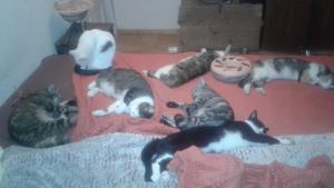 Domácí mazlíčci ubytovaní s hosty v ubytování A-Sissy-Hof Billigangebot + 1 fotografie