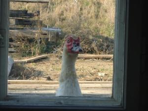 a turkey is looking out of a window at A-Sissy-Hof Billigangebot in Bischofstetten