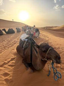 梅尔祖卡Oasis Desert Luxury Camp的一头骆驼躺在沙漠的沙地上 更多1张照片