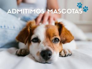 a brown and white dog laying on a bed at Apartamentos Midi 3000 in Formigal