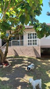 Domácí mazlíčci ubytovaní s hosty v ubytování Refúgio dos pássaros