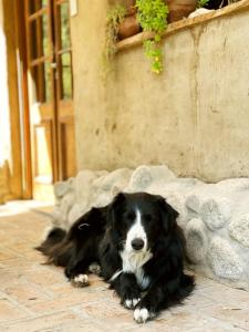 a black and white dog laying on the ground at Chacra La Linda Eco San Marcos Sierras in San Marcos Sierras