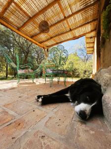 a black and white dog laying on a patio at Chacra La Linda Eco San Marcos Sierras in San Marcos Sierras +23 photos