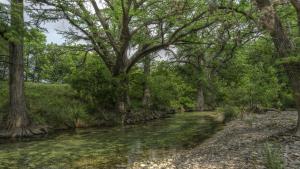 a stream in a wooded area with trees at Old Glory River Cabin in Utopia